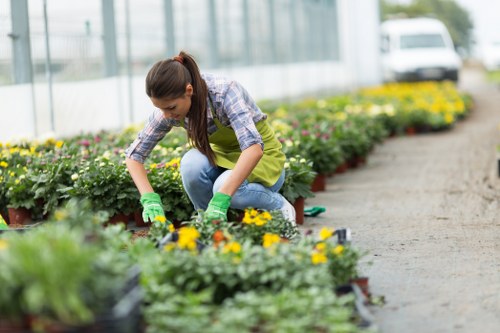 A woman wearing a yellow gardening apron, plaid shirt, and green gloves is kneeling on a walkway in a greenhouse or nursery with a large number of colorful flowering plants arranged in rows. She is carefully tending to the plants, which include a mix of yellow, pink, and purple blooms, with a focus on maintaining their health and appearance. The greenhouse features a glass roof and walls that allow natural light to illuminate the vibrant plant displays. In the background, the greenhouse continues with more potted plants and a white van visible outside the structure. The scene highlights professional gardening practices related to plant cultivation and nurturing, consistent with gardening services offered in areas like Maida Vale, and demonstrates attention to detail in plant care within a controlled environment that supports lush and healthy garden growth.