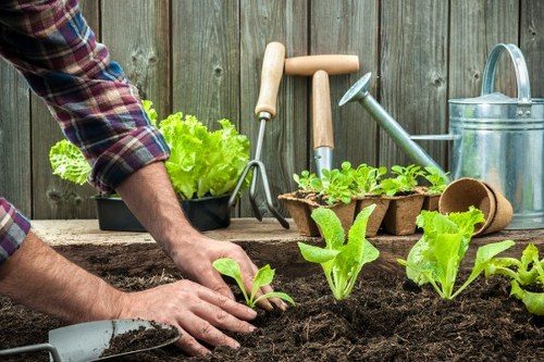A person working in a garden with fresh green lettuce and young leafy plants growing in dark, fertile soil, with gardening tools such as a trowel and watering can visible in the background. The scene is set in an outdoor space enclosed by a weathered wooden fence, and natural daylight illuminates the area, highlighting the vibrant colours of the plants and the textures of the garden soil. The garden includes neatly arranged planting beds with small sprouts and mature leafy greens, indicative of ongoing gardening maintenance common in residential gardens in Maida Vale. Visible on the wooden work surface are various hand tools, including a garden fork, hand rake, and watering can, which are used for planting and caring for the vegetables. The overall environment suggests a well-maintained outdoor area suitable for comprehensive gardening services such as planting, lawn care, and garden bed management, reflecting the natural tones and lush growth typical of well-kept UK home gardens. Landscapers Maida Vale may offer services to enhance and maintain such garden spaces, keeping outdoor areas healthy and visually appealing year-round.