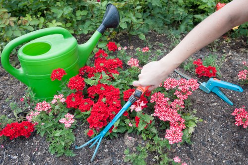 Various hedge plants suitable for Maida Vale