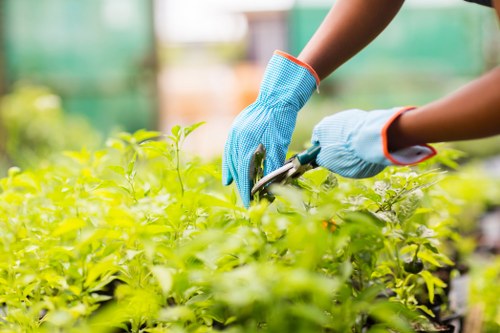 A person wearing blue gardening gloves is tending to a dense, green hedge in an outdoor garden area. The hedge consists of small, bright green leaves, and the gardener appears to be using pruning shears to trim the plant. In the background, there are hints of a well-maintained lawn with lush grass and other garden elements such as a paved pathway and possibly flower beds, all set in a natural outdoor environment typical of a residential garden in Maida Vale. The scene is well-lit, suggesting a sunny day with clear weather, emphasizing the natural tones of the foliage and garden surfaces. The overall garden layout includes neatly trimmed hedges and a healthy lawn, reflecting professional landscaping and gardening care suited for enhancing outdoor spaces in London neighborhoods like Maida Vale, managed by experienced local gardeners such as those from Landscapers Maida Vale.