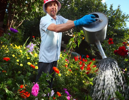 A man in a light blue shirt, wearing a red gardening hat and blue gloves, is watering a vibrant garden bed with a large metal watering can. The garden features a variety of colorful flowers, including red, purple, pink, and yellow blooms, arranged in a border along a well-maintained lawn with lush, dense grass. In the background, there are mature trees with green foliage, creating a natural outdoor setting typical of Maida Vale. The scene appears to be taken on a clear, sunny day, with natural light illuminating the garden, highlighting the vibrant flower colours and tender greenery. This outdoor space showcases a thoughtfully designed planting area that benefits from regular watering and garden maintenance, reflecting the professional services offered by Landscapers Maida Vale, who provide expert care for flower beds and landscaped gardens in the local area. The placement of the flower beds against the backdrop of the trees adds depth to the garden layout, illustrating a balanced combination of planted beds and open lawn, suitable for domestic outdoor aesthetics and gardening care specialist attention in the Maida Vale location.