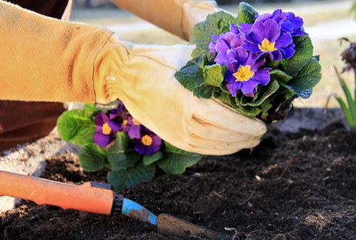 A close-up image of a gardener's gloved hands planting a cluster of purple and yellow primrose flowers into dark, moist soil within a landscaped garden. The garden features a well-maintained lawn with lush green grass, edged by a neat border of flower beds, and a paved pathway visible in the background. The scene is captured outdoors under natural daylight, suggesting a calm, sunny day suitable for outdoor gardening work. The gardener's attire includes durable yellow gloves, indicating careful handling of delicate plants. This setting exemplifies typical garden maintenance and planting activities that Landscapers Maida Vale might undertake in residential outdoor spaces in the London area, particularly within the W9 postcode district. The environment appears tidy and orderly, with attention to detail in planting and garden layout that supports professional gardening and landscaping services.