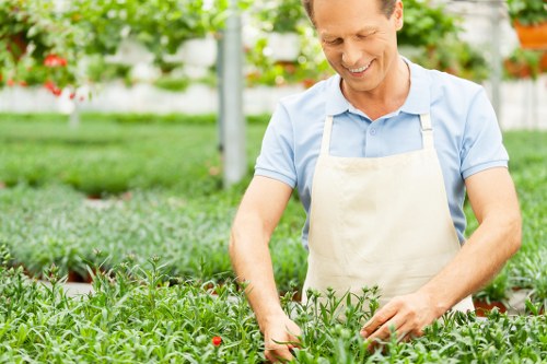 A man in a light blue shirt and beige apron is working outdoors in a well-maintained garden, tending to a lush green bed of plants. The garden features a neat lawn in the foreground with dense, healthy grass, bordered by flower beds and shrubs. Behind him, there are taller trees and hedges that create a structured landscaped yard, typical of a suburban outdoor space near Maida Vale. The scene is brightly lit with natural daylight, indicating clear weather, which enhances the vivid green tones of the plants and grass. The man's focused expression suggests he is engaged in garden maintenance or planting, reflecting professional gardening services. The setting showcases a combination of cultivated flower beds, edging plants, and a well-kept lawn, highlighting the importance of lawn care and planting in maintaining attractive outdoor areas. Landscapers Maida Vale’s services often include garden restoration and outdoor space improvements, making this scene representative of their local expertise in landscaping and garden upkeep within the Maida Vale postcode area, NW London.