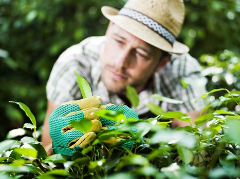 The image shows a man wearing a straw hat and gardening gloves carefully tending to a well-maintained flower bed in a lush outdoor garden setting. He is focused on the plants, which are positioned at waist height and have vibrant green leaves. The garden features a mixture of neatly trimmed grass and defined flower bed borders, with dark soil visible in the beds. In the background, there are green shrubs and trees, indicating a mature and landscaped yard. The scene appears to be during daylight with bright natural light enhancing the natural tones of the plants, soil, and grass. This outdoor environment reflects a professionally maintained garden, suggesting the work of landscaping or gardening specialists like Landscapers Maida Vale, that could include flower bed creation and lawn care services in the Maida Vale area. The overall composition emphasizes careful pruning and plant maintenance within a thoughtfully designed garden space, suitable for illustrating gardening expertise and landscape enhancement services.