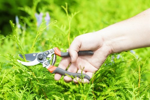 A close-up view of a person's hand using sharp garden pruning shears to trim green, leafy ferns in a well-maintained outdoor garden space. The background shows a lush, vibrant lawn area with dense grass and various plants, including small shrubs and flowering plants with light purple blooms. The garden features a mix of natural ground soil and defined planting beds, with the overall environment appearing tidy and professionally landscaped. Sunlight illuminates the scene, highlighting the fresh greenery and creating natural shadows, indicating a clear and bright day. This image exemplifies professional gardening maintenance services that a company like Landscapers Maida Vale might provide, focusing on healthy plant care and precise pruning in a typical UK suburban garden setting.