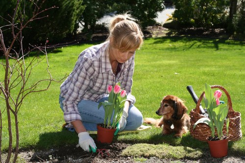 A woman with blonde hair, wearing a plaid shirt and blue jeans, is kneeling on a well-maintained green lawn in a garden, planting pink tulips in a terracotta pot. Nearby, a small brown puppy is sitting on the grass, attentively looking at her. To her right, there is a wicker basket filled with tulips, matching the potted plants she is working with. The garden features neatly trimmed hedges and mature trees in the background, providing shade and natural beauty. The area has a mix of grass, soil, and flower beds, demonstrating a cared-for outdoor space typical of residential landscaping in Maidavale. The scene is lit by natural daylight, indicating a clear, sunny day, which enhances the vivid greens of the lawn and the bright colours of the flowers. This outdoor activity reflects typical gardening and lawn care services offered by Landscapers Maida Vale, highlighting tidy, lush, and inviting garden environments in the local area.