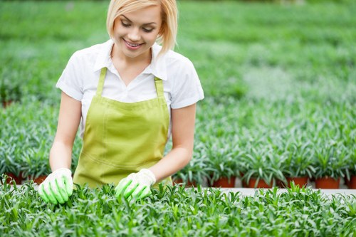 A young woman dressed in a white shirt and green gardening apron is tending to a lush, green garden in an outdoor space. She is wearing protective gloves and appears to be carefully inspecting or planting young plants arranged in neat rows. The garden features well-maintained grass with a vivid green hue, bordered by a wooden edge separating it from a paved patio area. In the background, there are taller hedges or shrubs providing privacy and structure to the garden. The lighting indicates a bright, possibly sunny day, with natural daylight illuminating the scene. The environment suggests a well-kept residential or community garden, typical of the Maida Vale area, highlighting landscaping and gardening elements consistent with professional garden maintenance services by Landscapers Maida Vale.