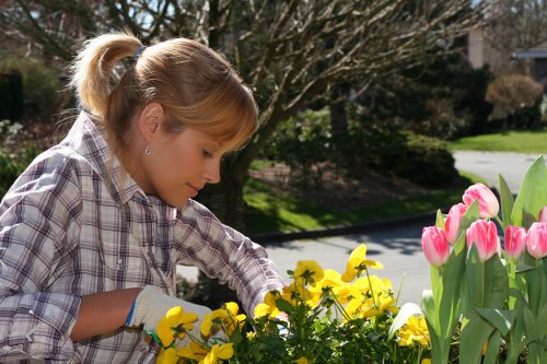 A woman with blonde hair tied in a ponytail is tending to a flower bed in a residential garden, wearing a checked shirt and gardening gloves. She is reaching toward yellow flowering plants, possibly pansies or viola, with pink tulips nearby on her right side. The garden features a well-maintained lawn in the foreground, surrounded by shrubbery and a variety of green foliage. In the background, there are trees with bare branches and a glimpse of a suburban street, indicating early spring or late winter weather conditions. The scene is bathed in natural daylight, highlighting the vibrant colours of the flowers and the lush greenery, suggesting careful outdoor maintenance in a typical UK garden setting, similar to those landscaped by specialists like Landscapers Maida Vale.